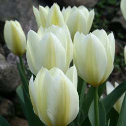 Tulipán fosteriana 'Purissima'
